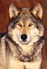 Image courtesy of http://www.all-about-wolves.com
